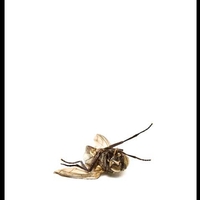 Four-legged flying insect lying on it's back